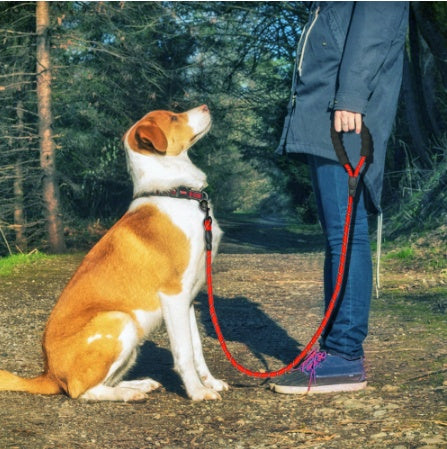 Reflective Dog Leash With Durable Nylon For Safe Walks - Mitra Best Bark Bargains 